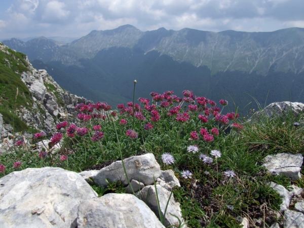 Fioriture in quota